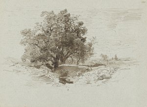 Group of Oaks nær Wolfheze, Nederland